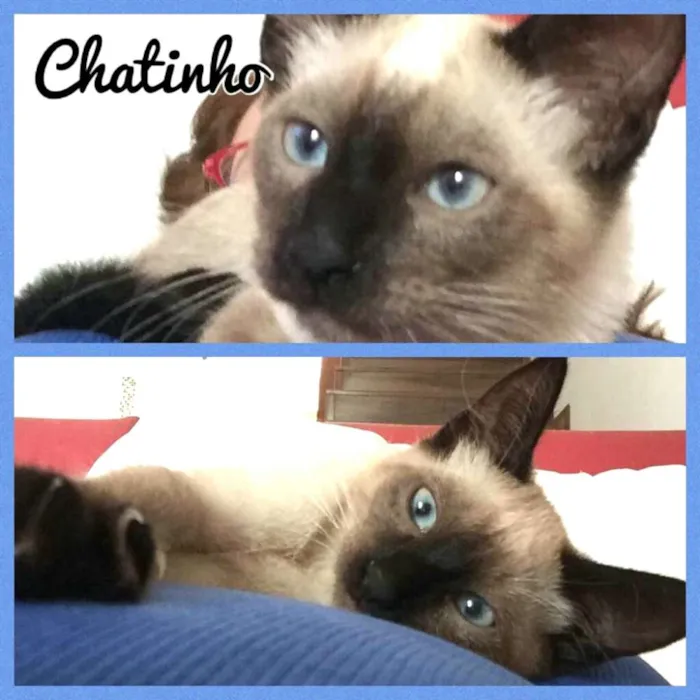 Gato ra a  idade 2 a 6 meses nome Gatos Cassia 