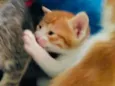 Gatos Cassia 