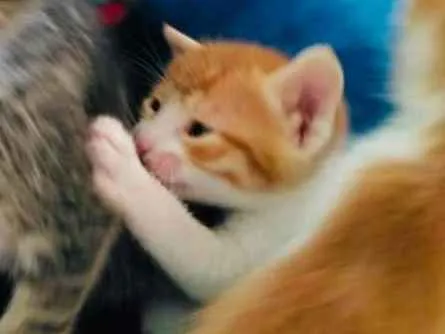 Gato ra a  idade 2 a 6 meses nome Gatos Cassia 