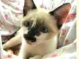 Gatos Cassia 