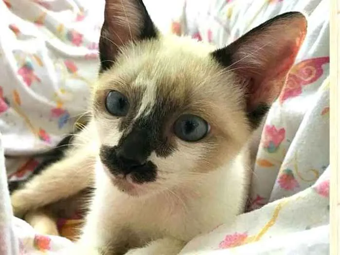 Gato ra a  idade 2 a 6 meses nome Gatos Cassia 