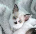 Gatos Cassia 