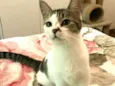 Gatos Cassia 