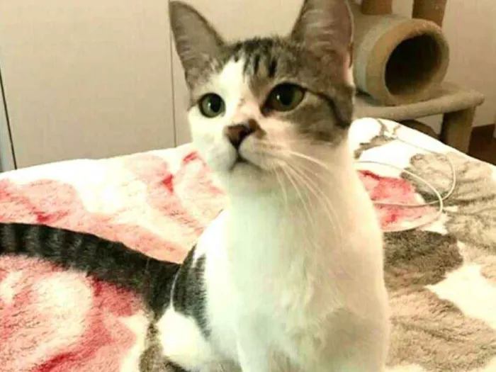 Gato ra a  idade 2 a 6 meses nome Gatos Cassia 