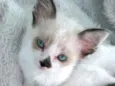 Gatos Cassia 