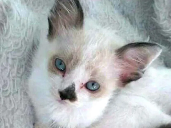 Gato ra a  idade 2 a 6 meses nome Gatos Cassia 