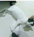 Gatos Cassia 