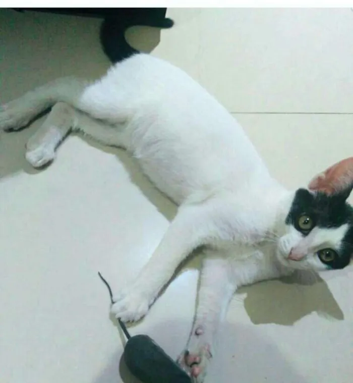 Gato ra a  idade 2 a 6 meses nome Gatos Cassia 