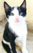 Gatos Cassia 