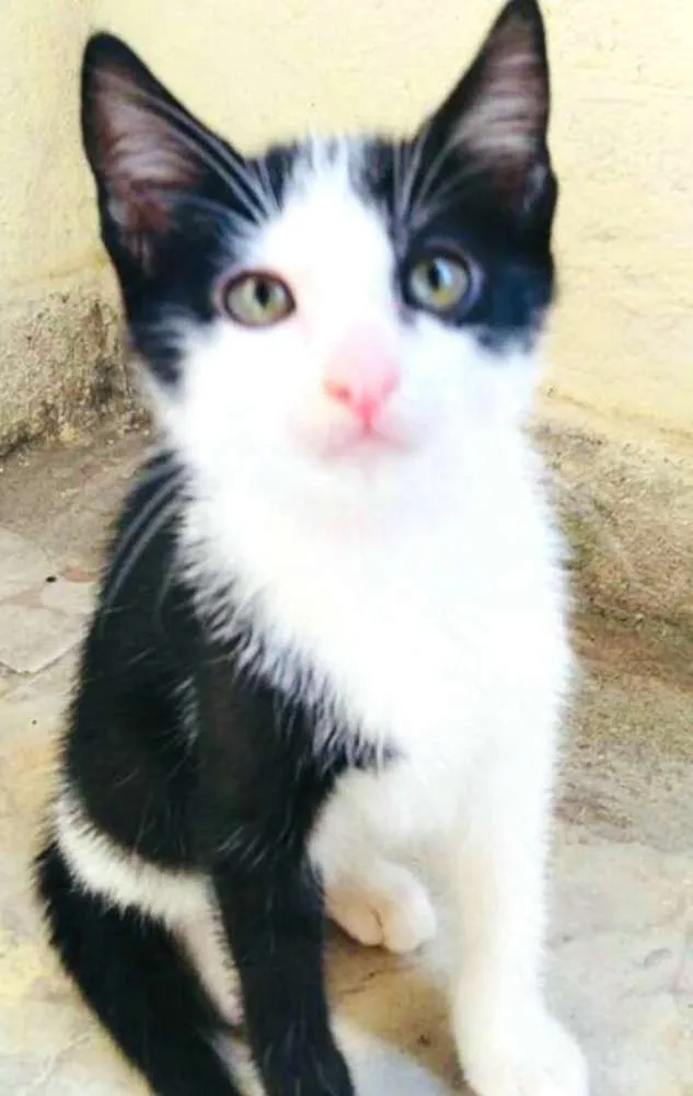 Gato ra a  idade 2 a 6 meses nome Gatos Cassia 