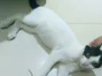 Gatos Cassia 