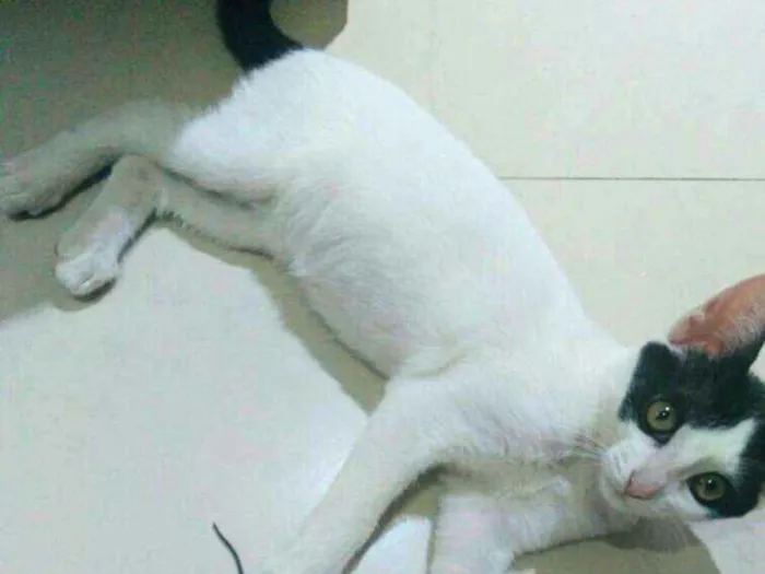 Gato ra a  idade 2 a 6 meses nome Gatos Cassia 