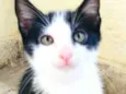 Gatos Cassia 