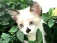 Gatos Cassia 