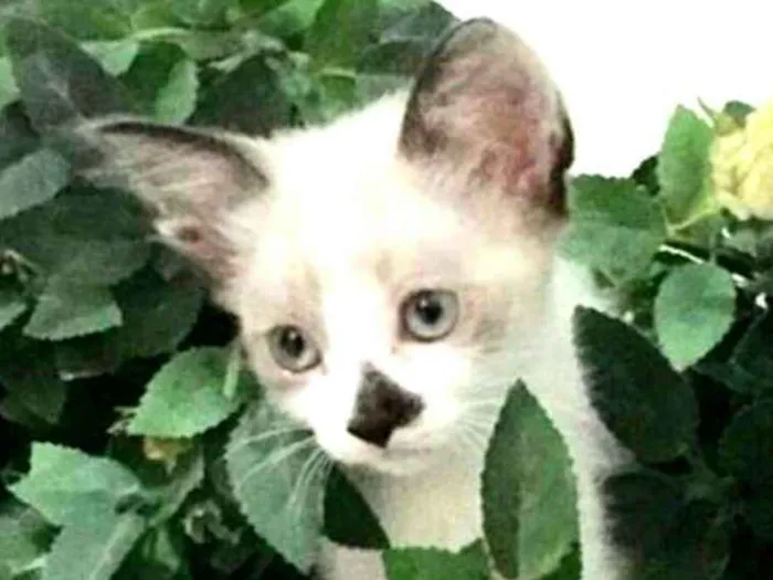 Gato ra a  idade 2 a 6 meses nome Gatos Cassia 