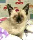 Gatos Cassia 