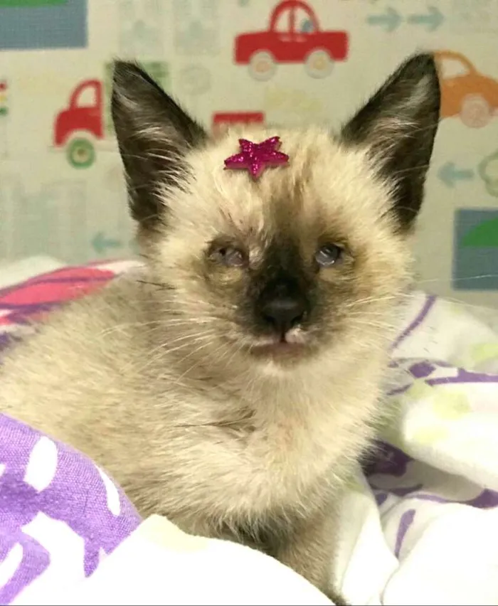 Gato ra a  idade 2 a 6 meses nome Gatos Cassia 