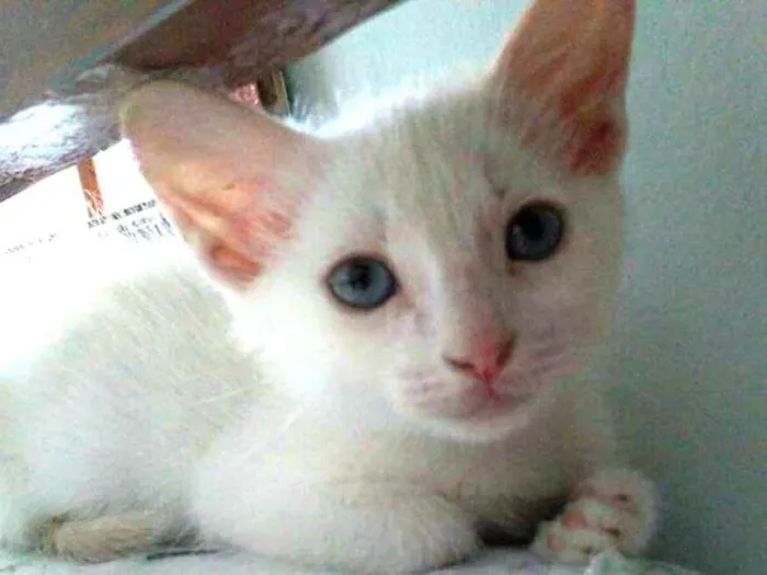 Gato ra a  idade 2 a 6 meses nome Gatos Cassia 