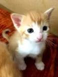 Gatos Cassia 