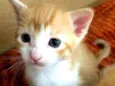 Gatos Cassia 
