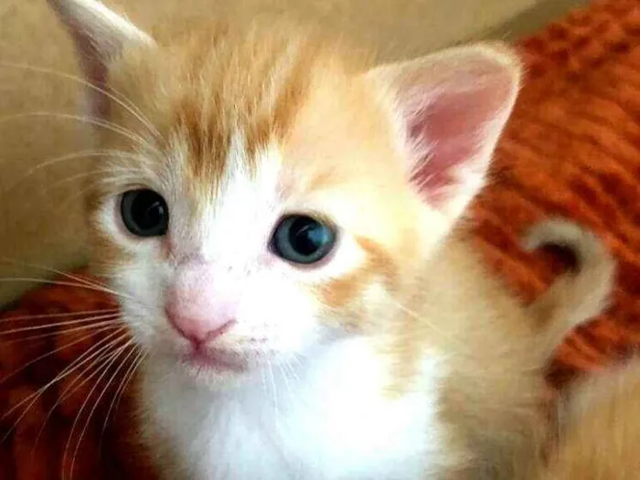 Gato ra a  idade 2 a 6 meses nome Gatos Cassia 