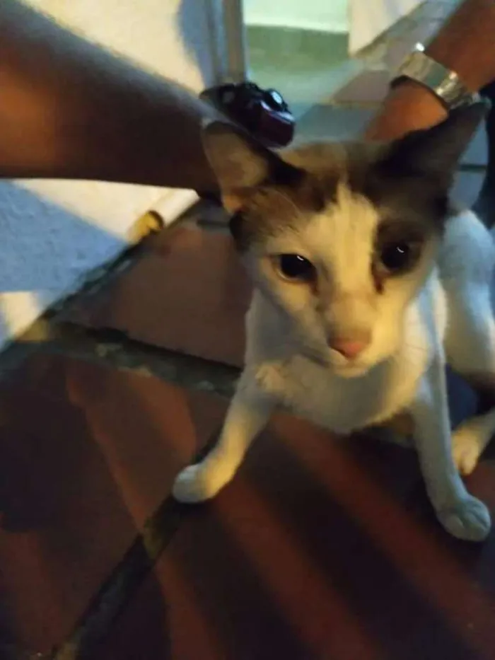 Gato ra a Vira lata  idade 1 ano nome Joaquim 