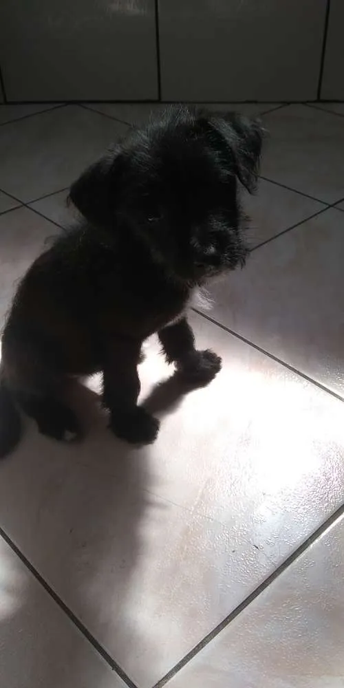 Cachorro ra a SRD idade 2 a 6 meses nome Marley