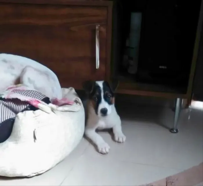 Cachorro ra a SRD idade 2 a 6 meses nome Sem nome