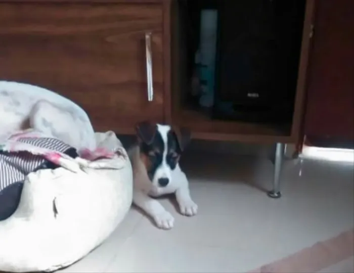 Cachorro ra a SRD idade 2 a 6 meses nome Sem nome