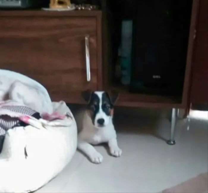 Cachorro ra a SRD idade 2 a 6 meses nome Sem nome