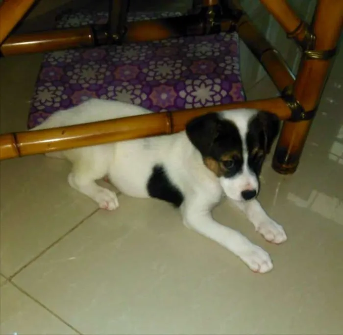 Cachorro ra a SRD idade 2 a 6 meses nome Sem nome