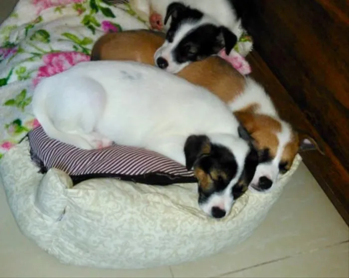 Cachorro ra a SRD idade 2 a 6 meses nome Sem nome