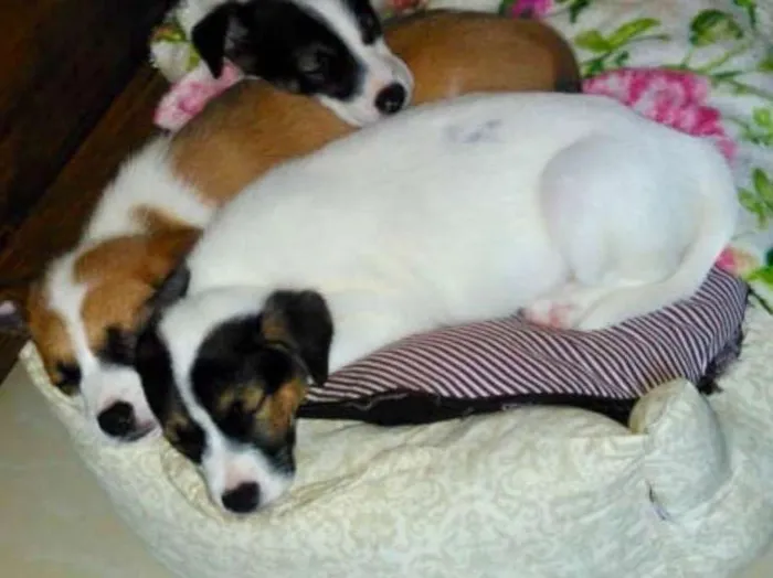 Cachorro ra a SRD idade 2 a 6 meses nome Sem nome