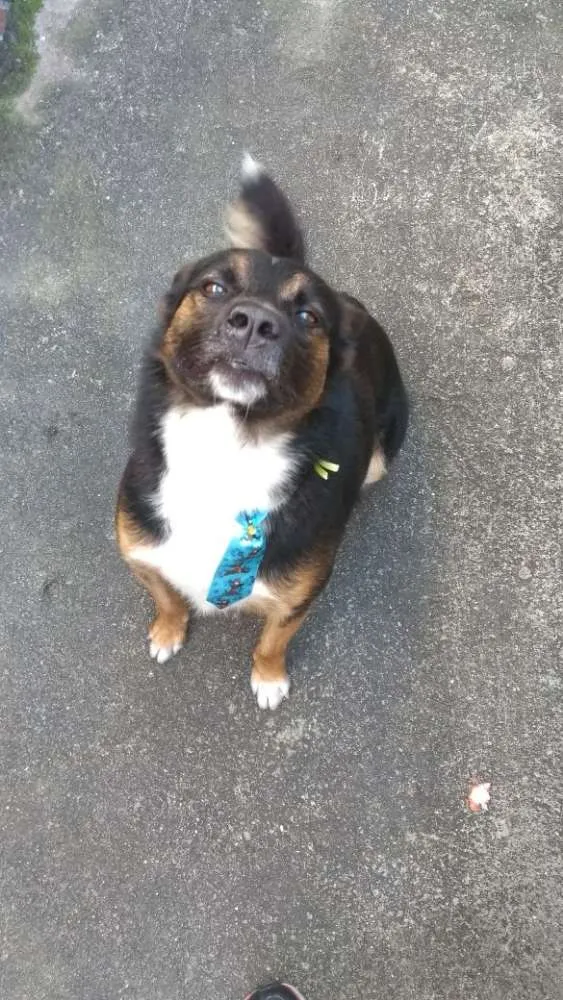 Cachorro ra a Indefinida  idade 5 anos nome Bilbor 