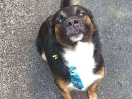 Cachorro ra a Indefinida  idade 5 anos nome Bilbor 
