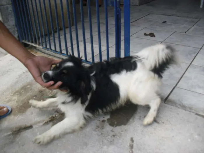Cachorro ra a srd idade 1 ano nome Doddy