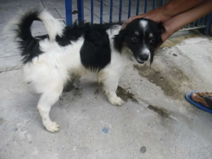 Cachorro ra a srd idade 1 ano nome Doddy