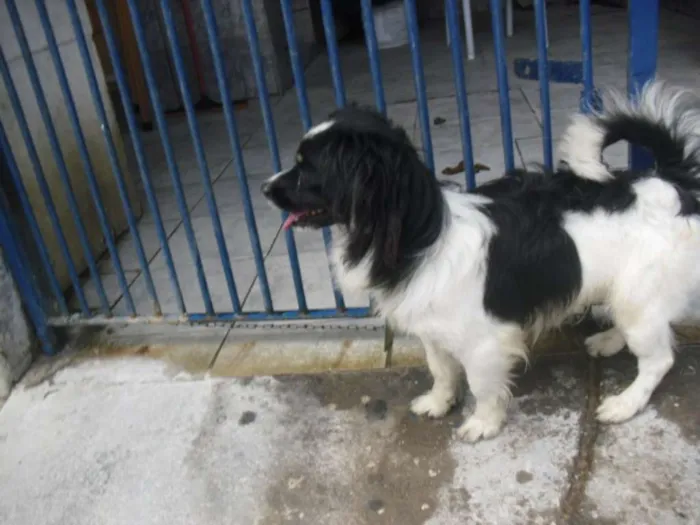 Cachorro ra a srd idade 1 ano nome Doddy