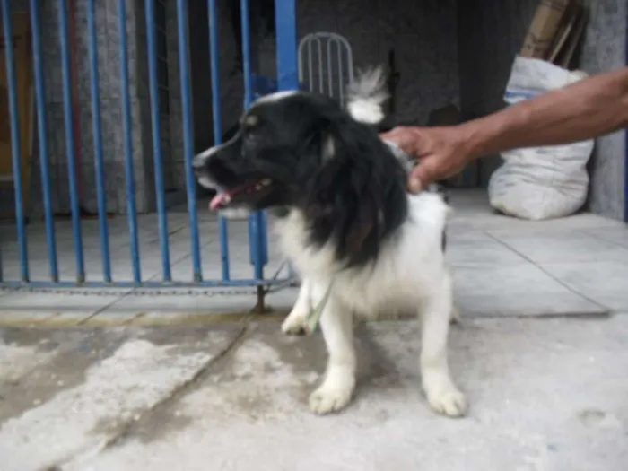 Cachorro ra a srd idade 1 ano nome Doddy
