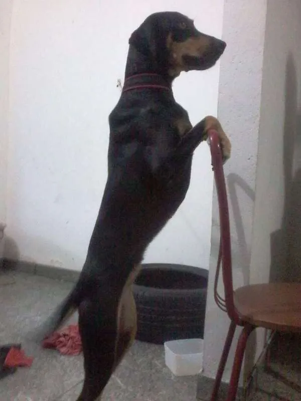 Cachorro raça Dobermann idade 7 a 11 meses nome She-ra