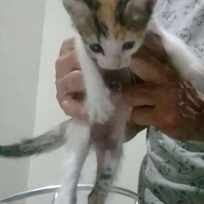 Gato ra a Ciamês  idade 2 a 6 meses nome MALÚ