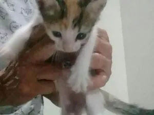 Gato raça Ciamês  idade 2 a 6 meses nome MALÚ