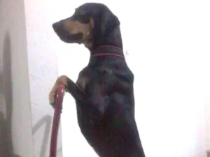 Cachorro raça Dobermann idade 7 a 11 meses nome She-ra