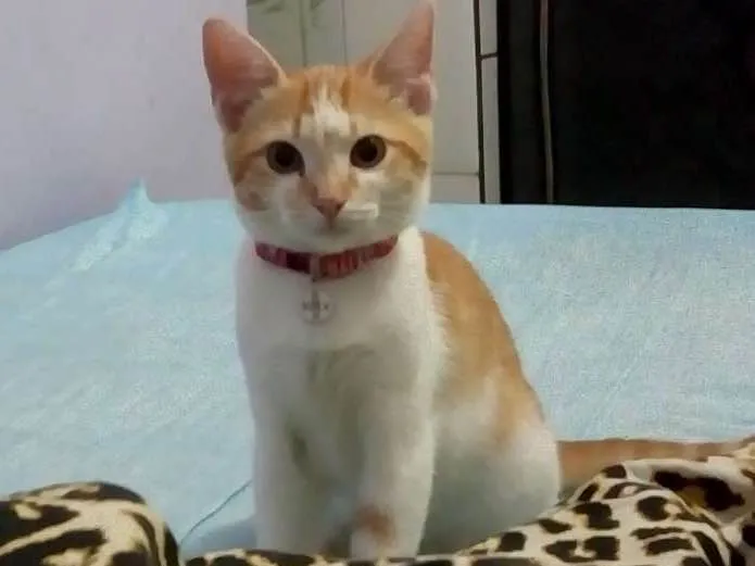 Gato ra a Branca e laranja idade 2 a 6 meses nome Dafne