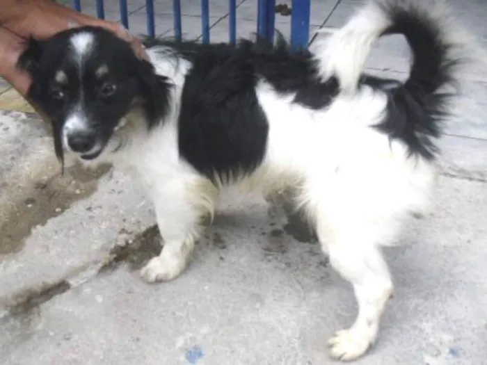 Cachorro ra a srd idade 1 ano nome Doddy