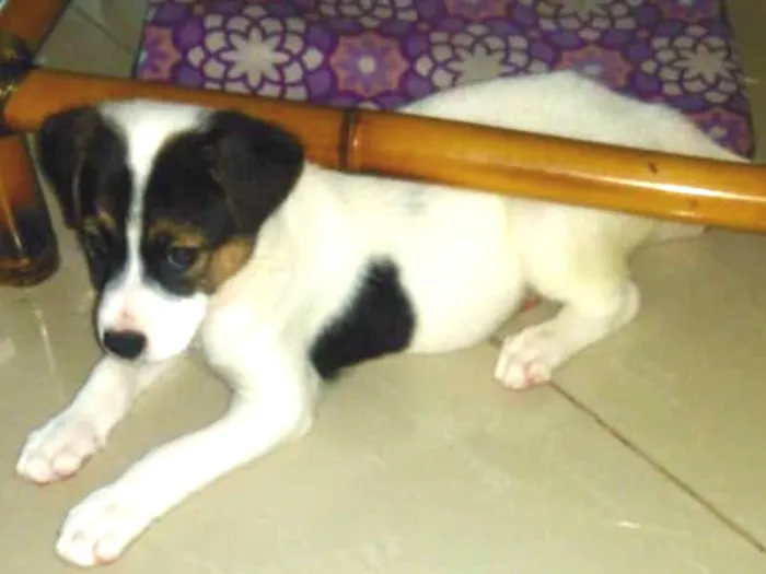 Cachorro ra a SRD idade 2 a 6 meses nome Sem nome