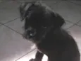 Marley