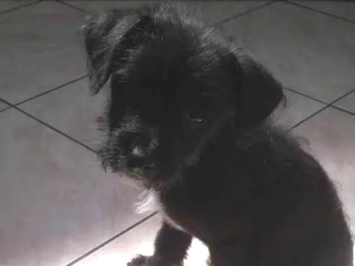 Cachorro ra a SRD idade 2 a 6 meses nome Marley