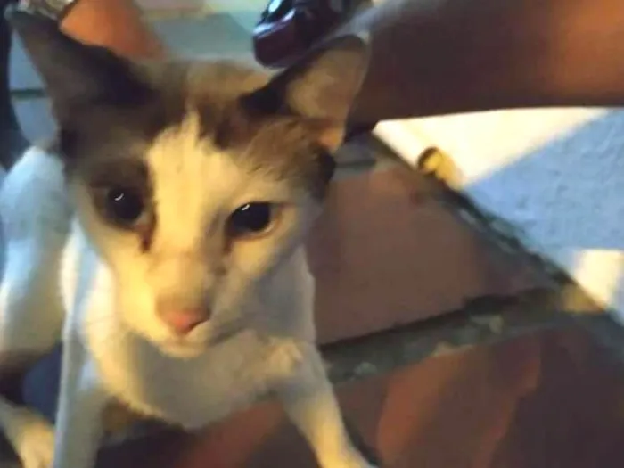 Gato ra a Vira lata  idade 1 ano nome Joaquim 