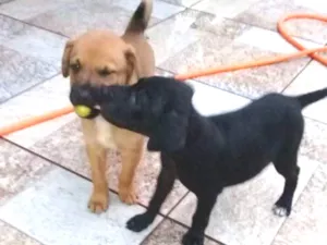 Cachorro raça Sem definição  idade 2 a 6 meses nome Sem nome